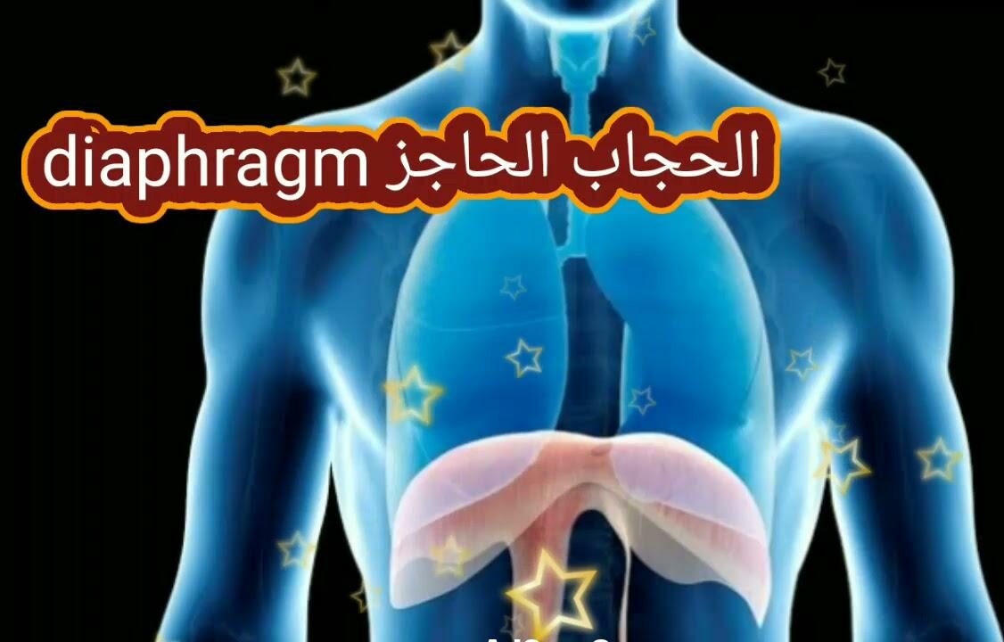 كلمة diaphragm بالإنجليزي